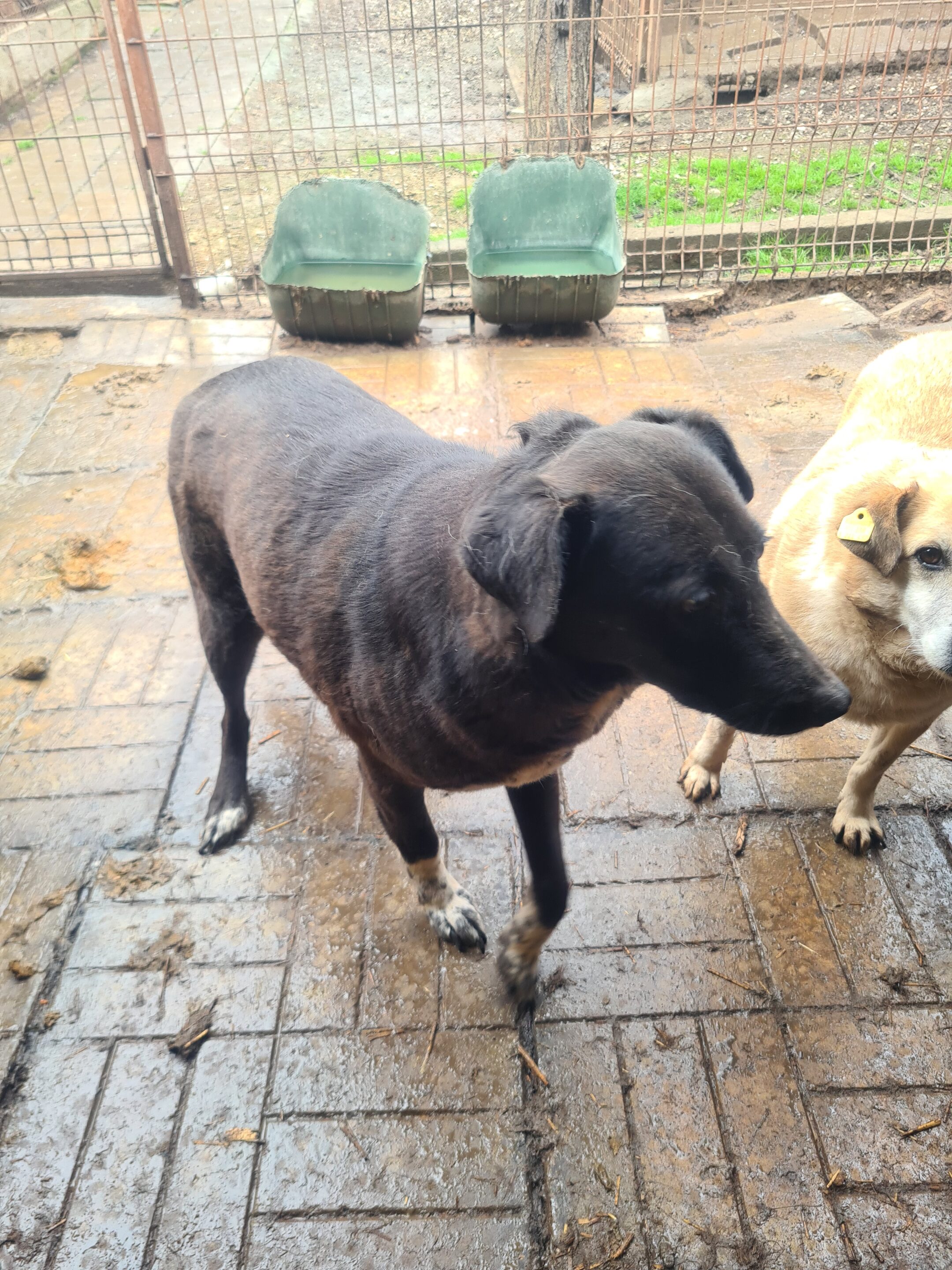 MIDNIGHT (♀) – Bild 5