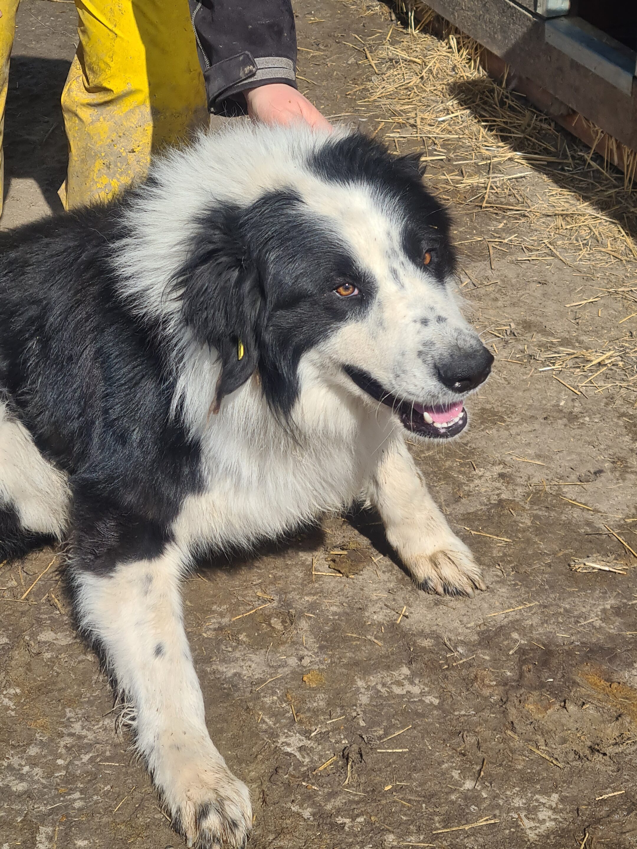 AUGUSTUS (♂) – Bild 4