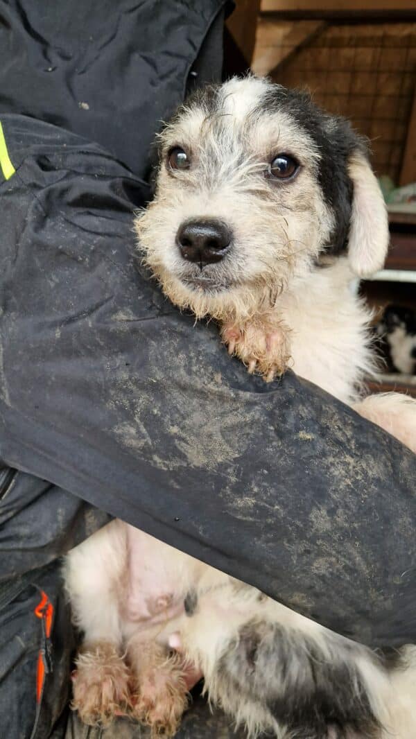 MUCK - reserviert Tierhilfe Lebenswert - vermittelt – Bild 2