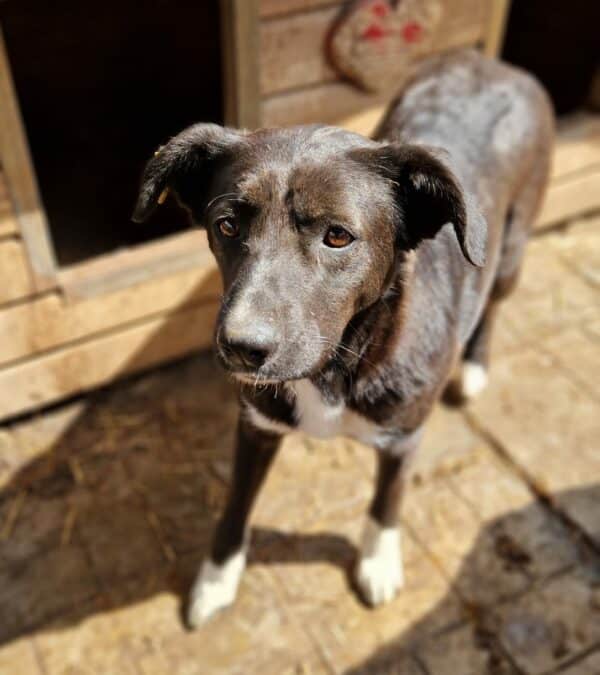 ATINA (♀) – Bild 4