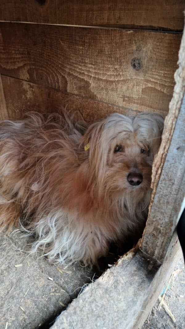 SHANTI (⚤) - vermisst 06/23 – Bild 2