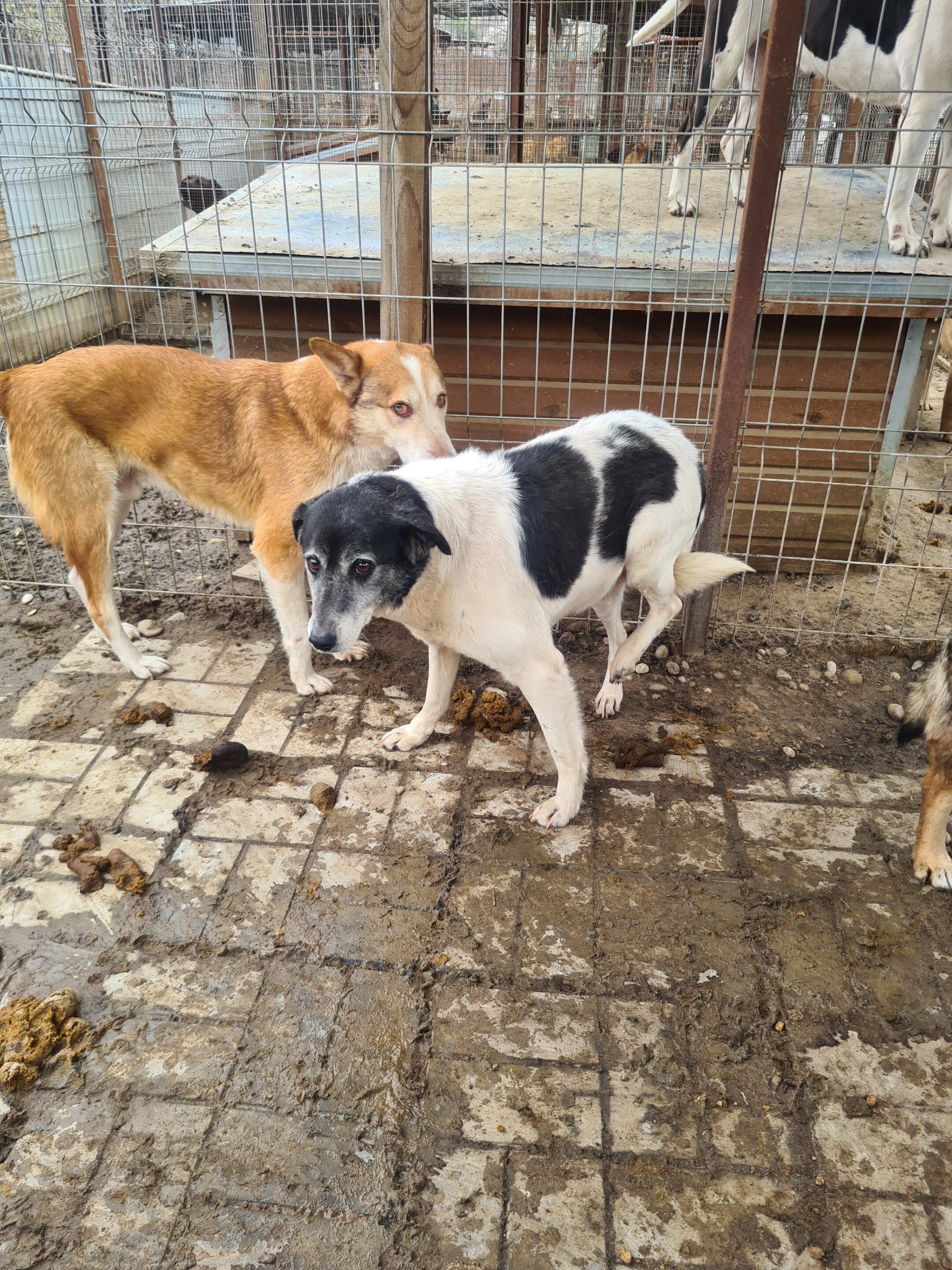 EILA (♀) – Bild 11