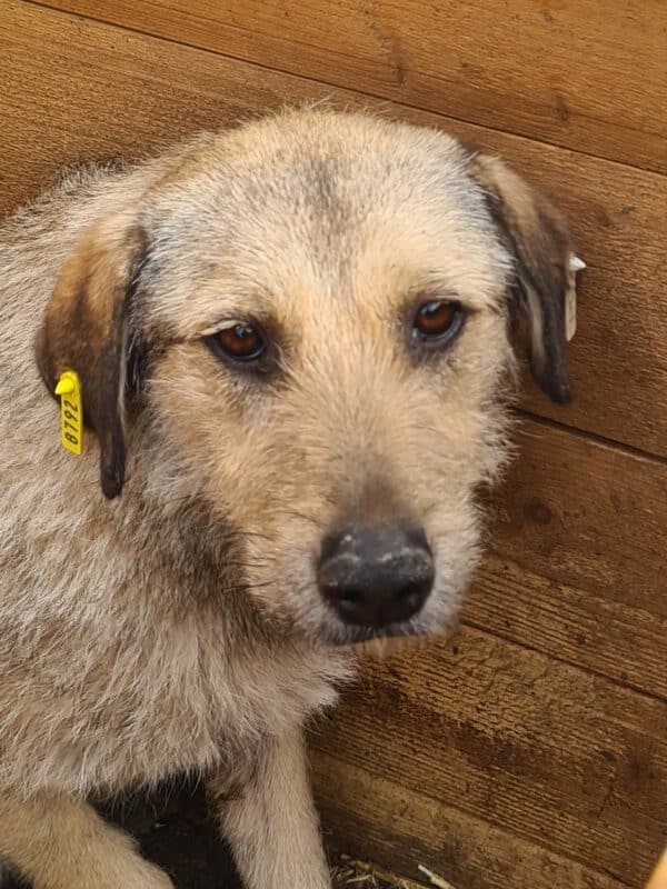 CHANIN (♀) – Bild 3