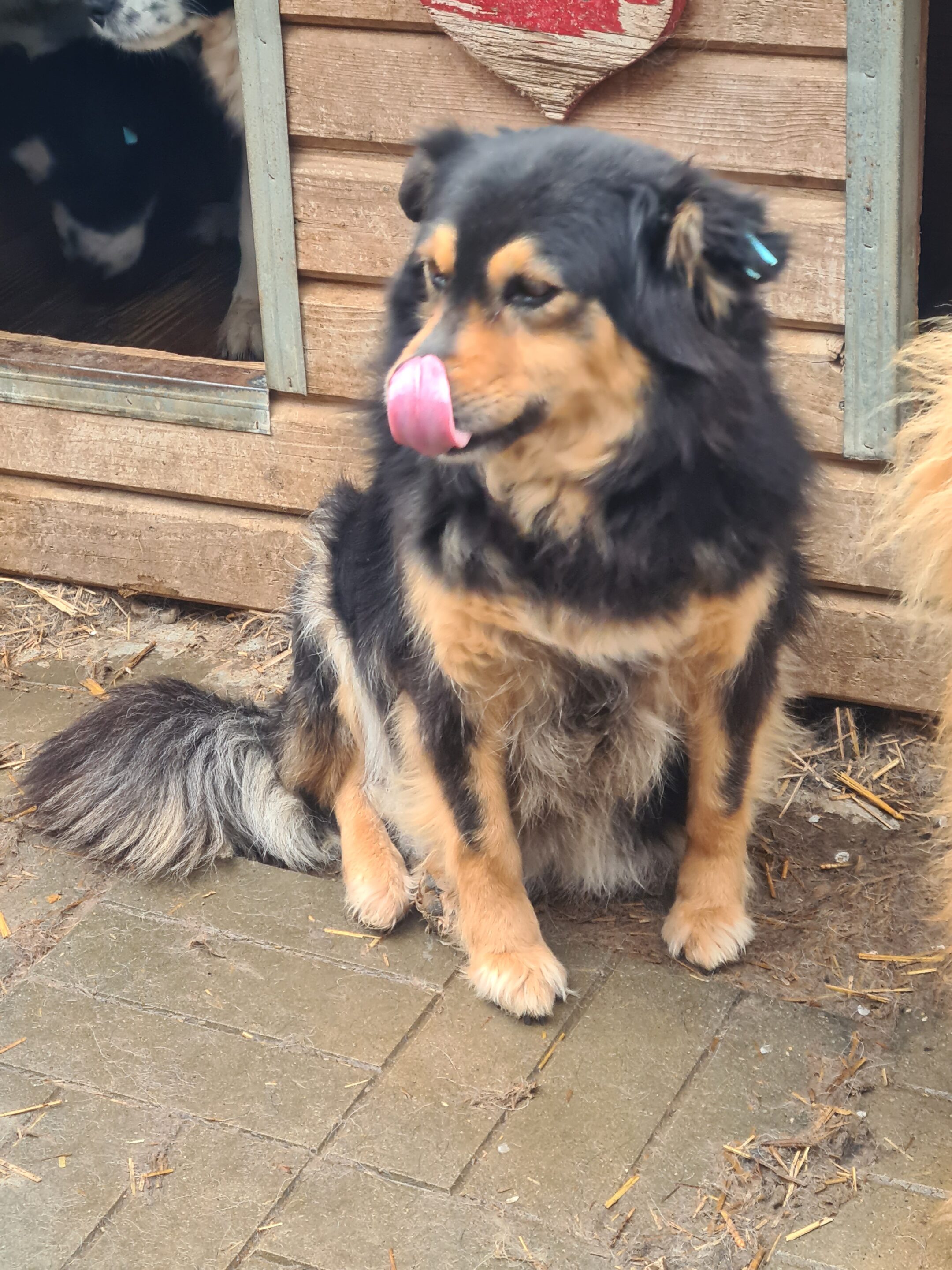 JUNE - ausgereist zum TST Rösrath – Bild 2