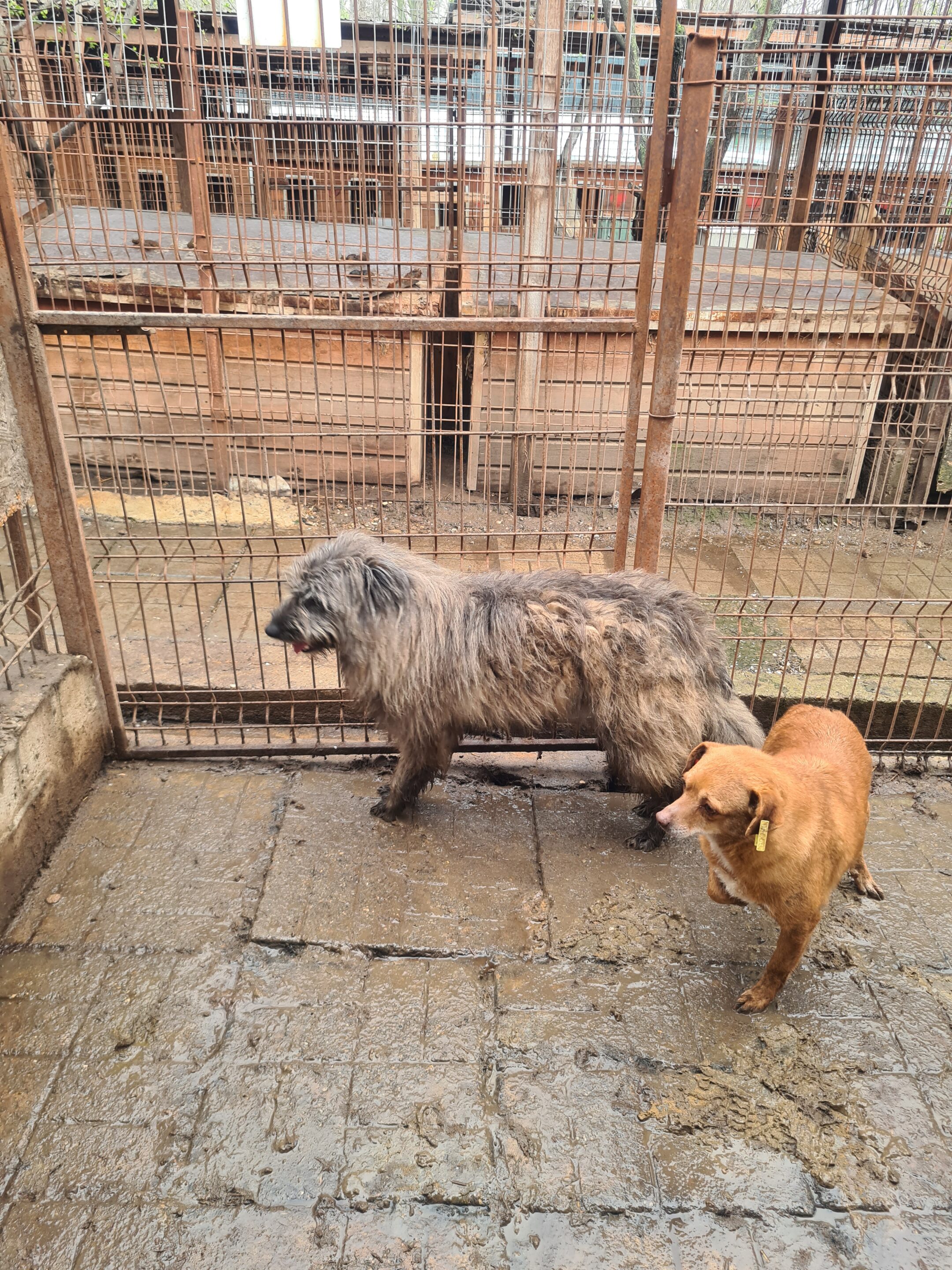 MARES (⚤) – Bild 2