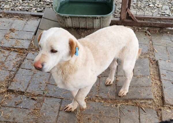 SWEETY (♀) – Bild 6