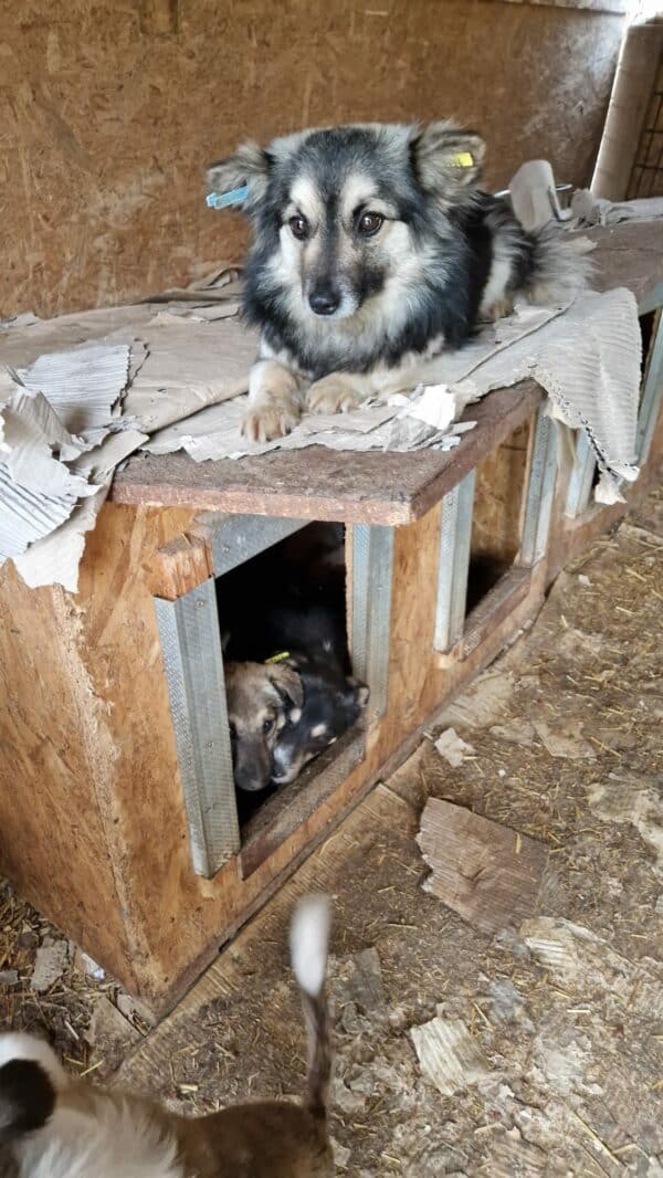 BIRDIE - reserviert SK - vermittelt – Bild 5