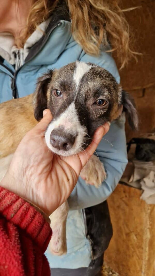 CHUNPI - ausgereist zur Tierhilfe Lebenswert – Bild 2