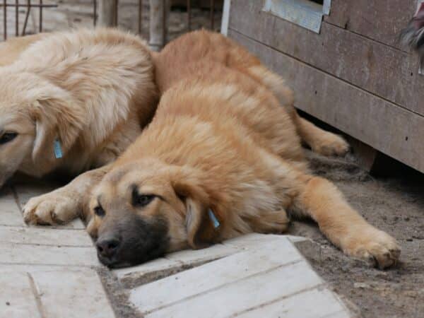 QARI - ausgereist zur Hundescheune Fläming – Bild 8