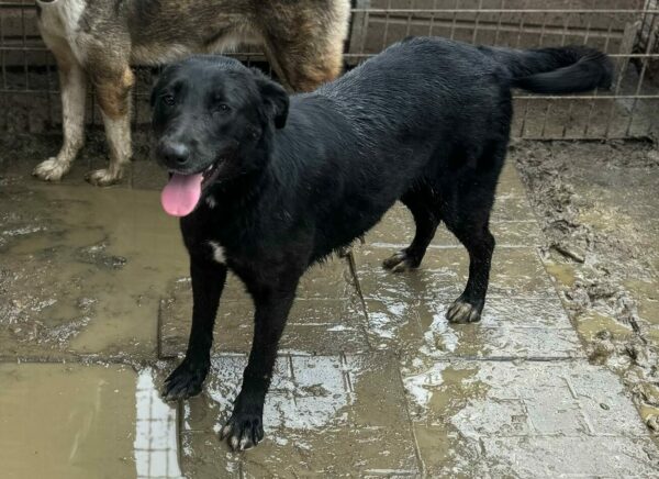 SHONDA (♀) - ausgereist zu Tiere in Not Odenwald e.V. (PM)