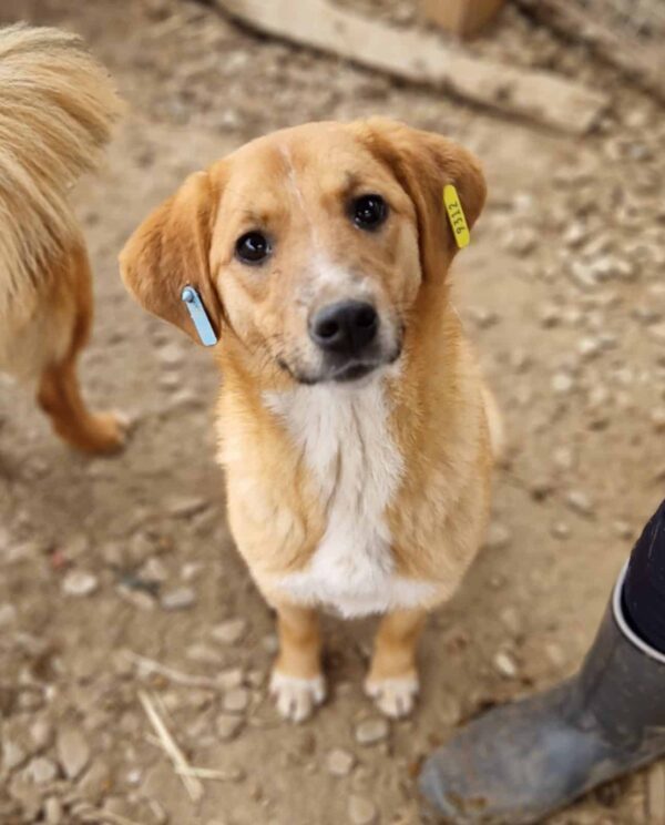 SINA - ausgereist zur Tierhilfe Lebenswert – Bild 2