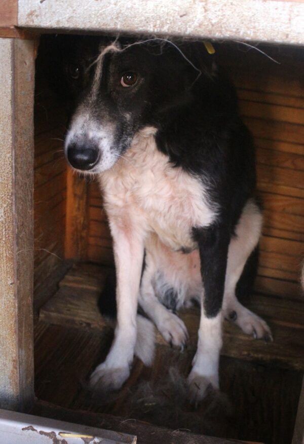 FIEBY (♀) – Bild 9