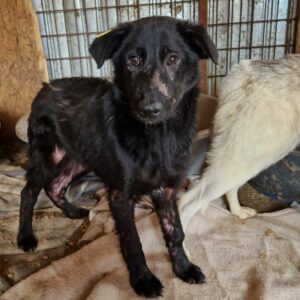 KERMIT - Hautprobleme - reserviert TINO clinic 05.04.2023 PM - vermittelt