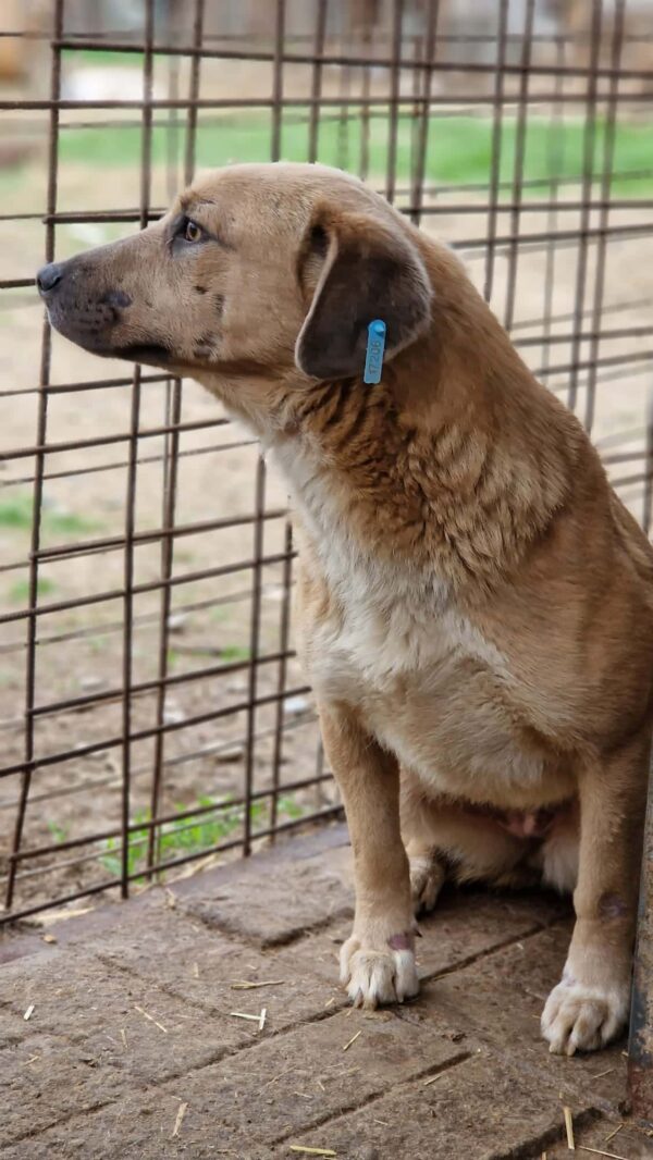 FRAYA (♀) - starke Hautprobleme - ausgereist zum Tierschutzverein Angsthund (AT) – Bild 6