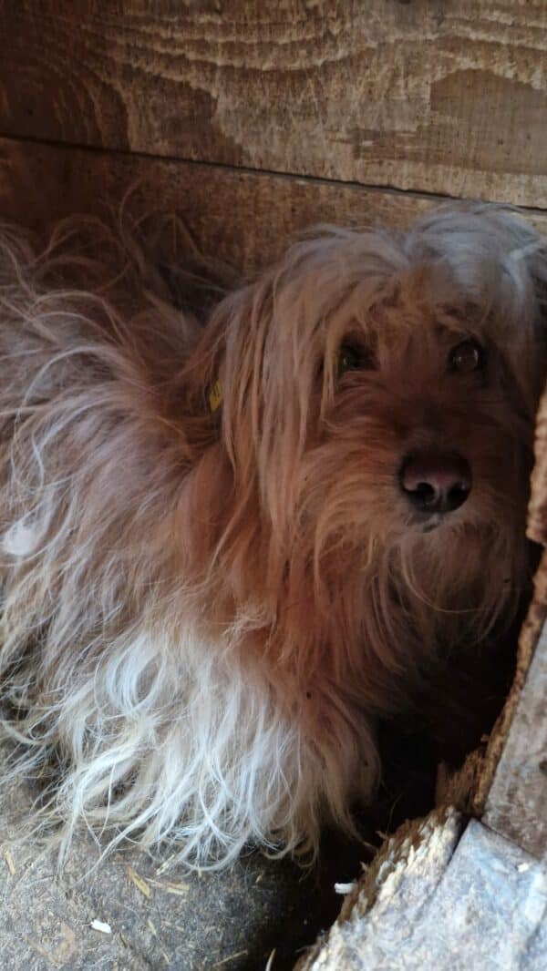 SHANTI (⚤) - vermisst 06/23 – Bild 3