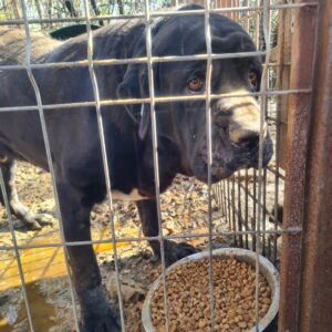 ARTANIO - vermisst 11/24