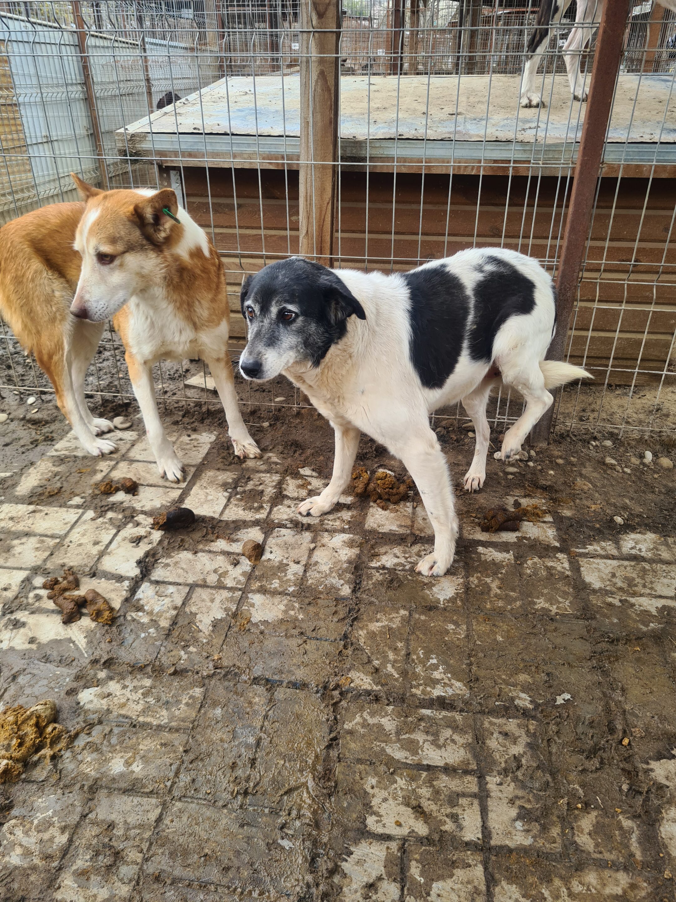 EILA (♀) – Bild 10