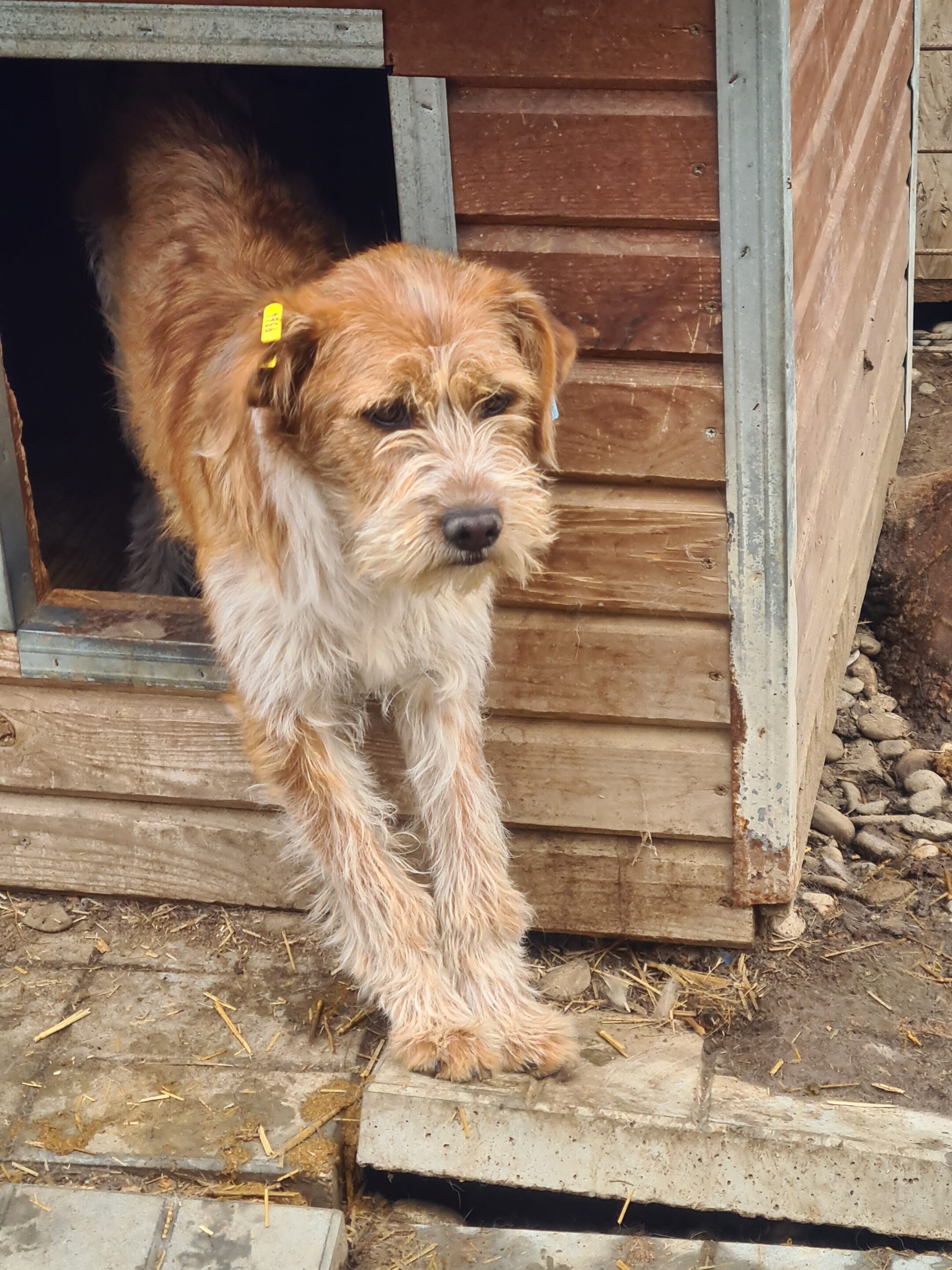 ARTURO - ausgereist zum TST Rösrath – Bild 2