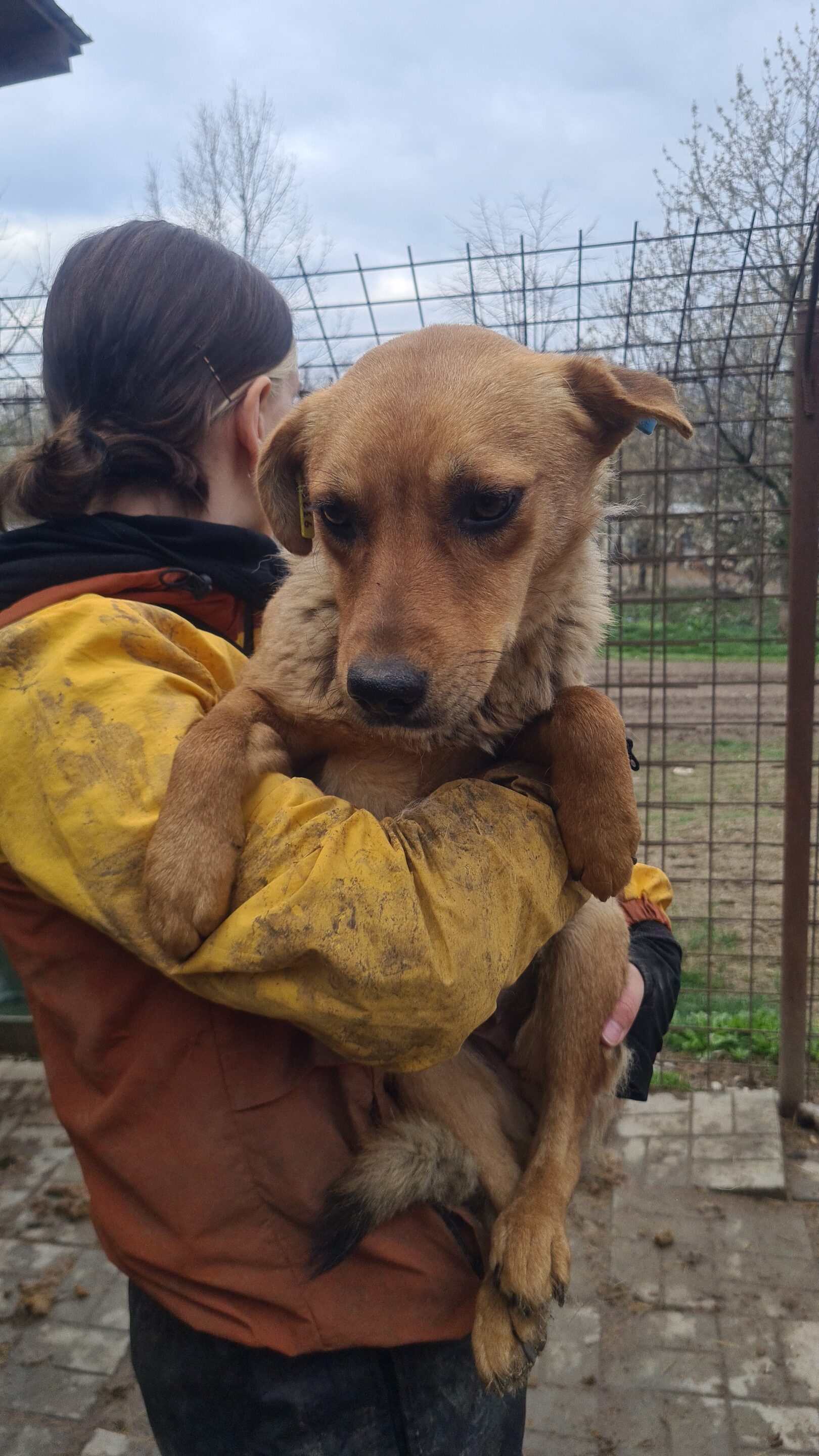 PERSEFONE (♀) – Bild 11