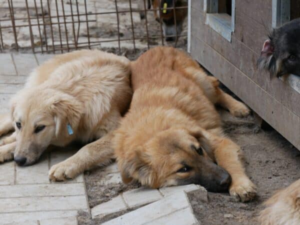 QARI - ausgereist zur Hundescheune Fläming – Bild 7