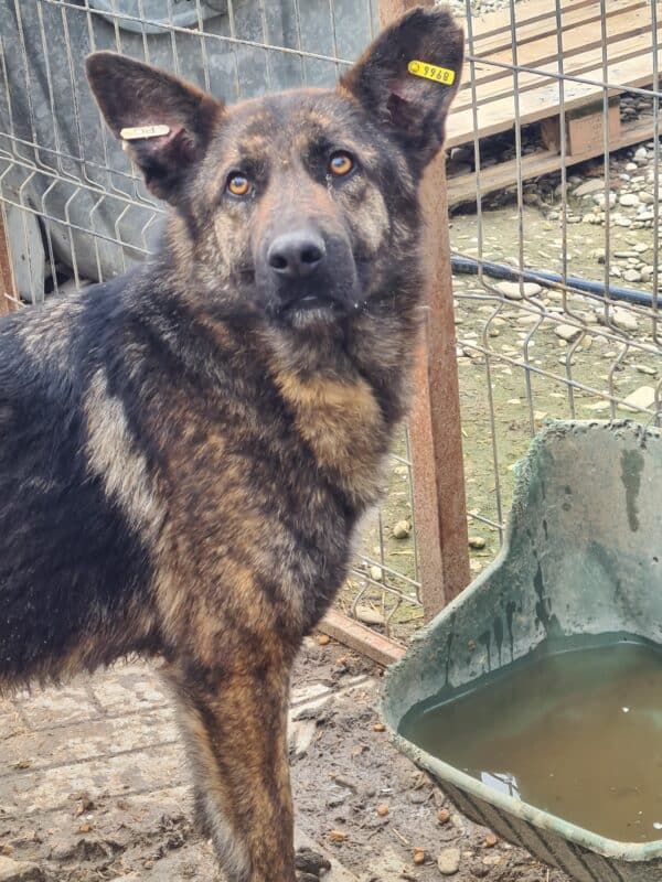 KASCHKA (♀) – Bild 7