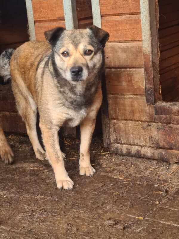 BABUSCHKA - vermisst 12/24 – Bild 2