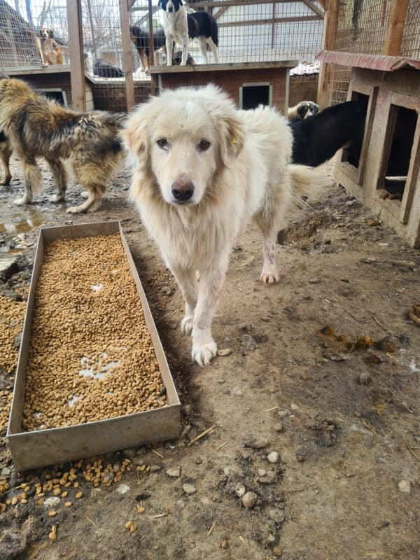 THORIN (♂) – Bild 4