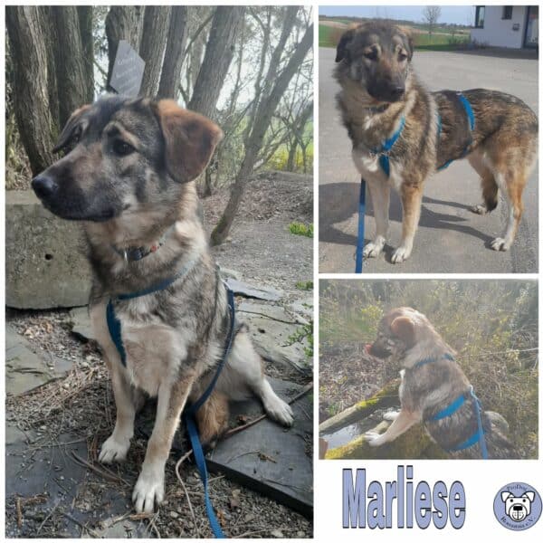 Marliese in 34474 Diemelstadt  - vermittelt