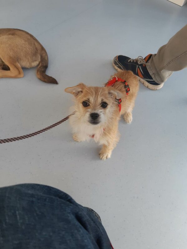 Wilma in 56249 Herschbach - vermittelt – Bild 3