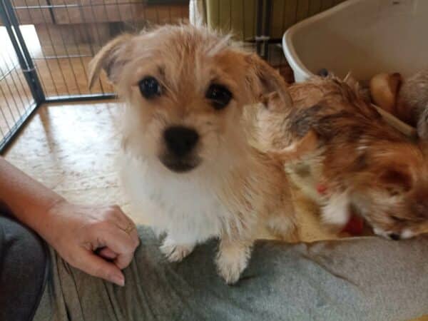 Wilma in 56249 Herschbach - vermittelt – Bild 2