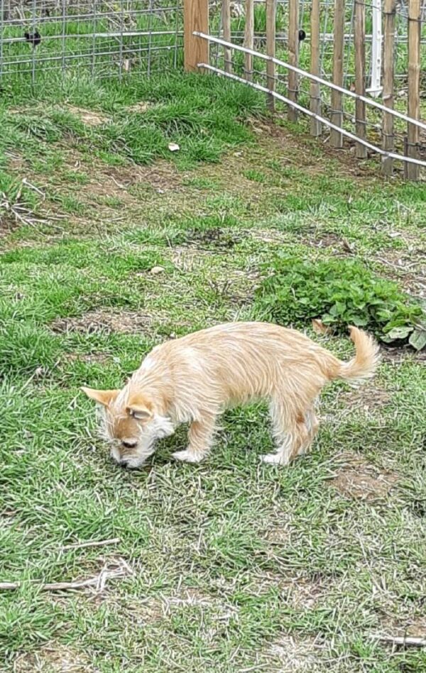 Wilma in 56249 Herschbach - vermittelt – Bild 6