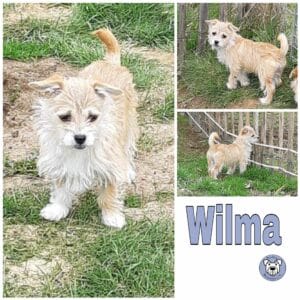 Wilma in 56249 Herschbach - vermittelt