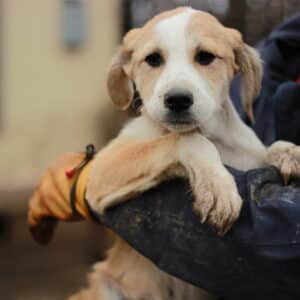 LOMME - - reserviert Kinder- und Tierschutzhof Hahnenberg (GC 06.06.)