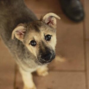 RICCA - reserviert MD - vermittelt