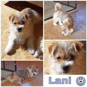 Lani 56249 Herschbach - vermittelt