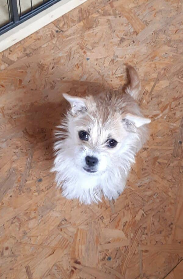 Wilma in 56249 Herschbach - vermittelt – Bild 4