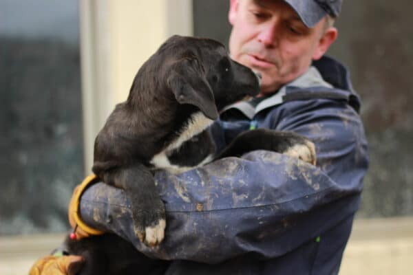 SANNA - ausgereist zum Kinder- und Tierschutzhof Hahnenberg – Bild 2