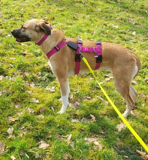 Lollie in 58256 Ennepetal - vermittelt – Bild 9