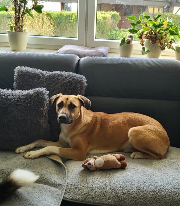 Lollie in 58256 Ennepetal - vermittelt – Bild 6