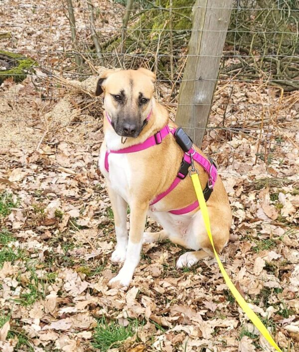 Lollie in 58256 Ennepetal - vermittelt – Bild 12