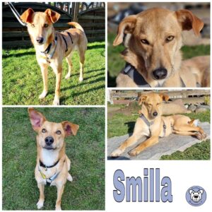 Smilla in 24148 Kiel - vermittelt