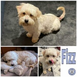 Fizz in 31246 Lahstedt - vermittelt