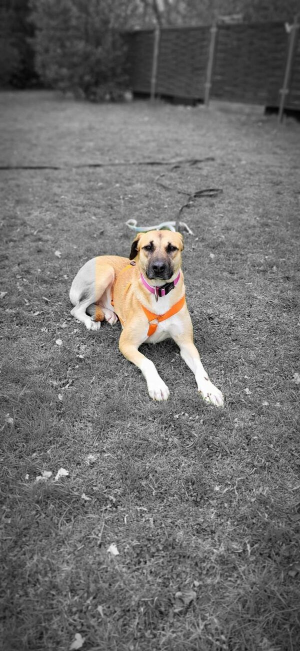 Lollie in 58256 Ennepetal - vermittelt – Bild 14
