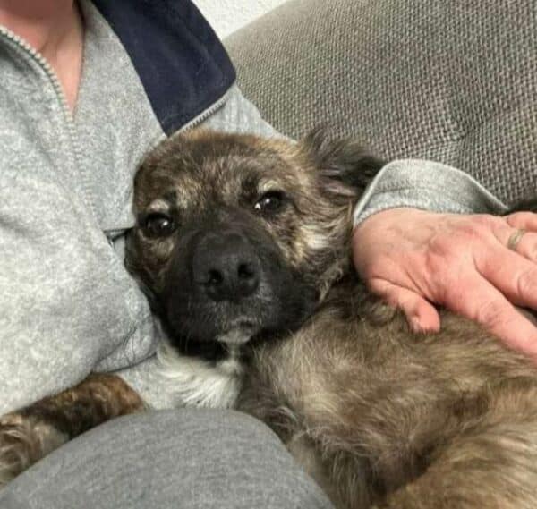 Betsie in 76477 Elchesheim-Illingen - vermittelt – Bild 6