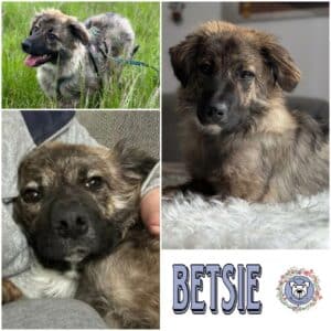 Betsie in 76477 Elchesheim-Illingen - vermittelt