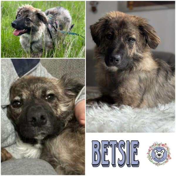 Betsie in 76477 Elchesheim-Illingen - vermittelt