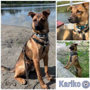 Kariko in 12587 Berlin *vermittelt*