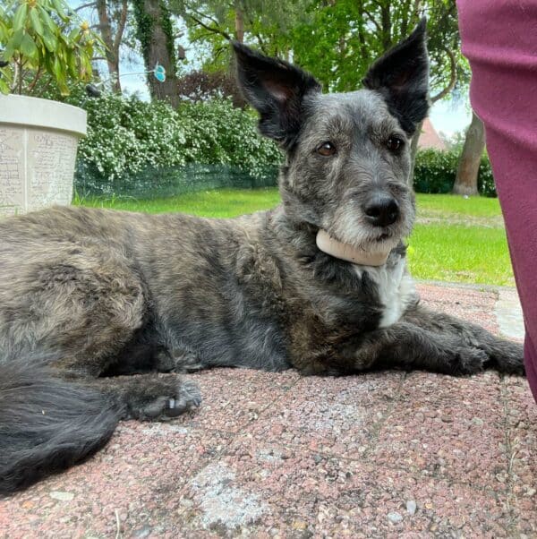 Chanelle in 15306 Seelow - vermittelt – Bild 2