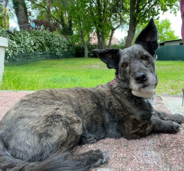 Chanelle in 15306 Seelow - vermittelt – Bild 3