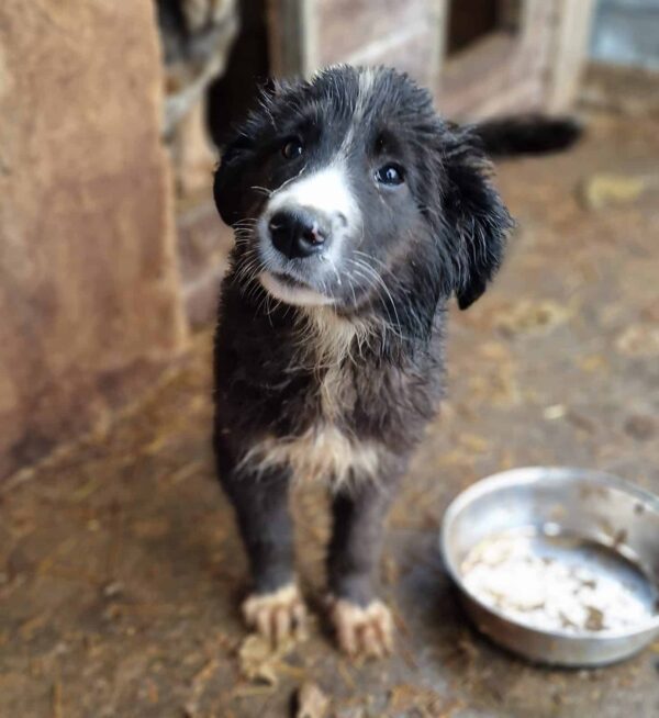 MERCY - reserviert Hundescheune Fläming - vermittelt
